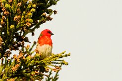 Foudi rouge_8043 null