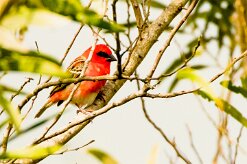 Foudi rouge_8110 null