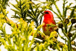 Foudi rouge_8112 null