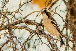 White-browed Sparrow-Weaver (Mahali à sourcils blancs)_737A2371-2 null
