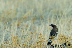 White-browed Sparrow-Weaver (Mahali à sourcils blancs)_737A2414-2 null
