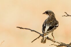 White-browed Sparrow-Weaver (Mahali à sourcils blancs)_737A4168 null