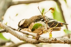 White-browed Sparrow-Weaver (Mahali à sourcils blancs)_737A4478-2 null