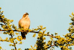 White-browed Sparrow-Weaver (Mahali à sourcils blancs)_x737A3453-2 null