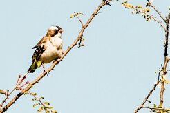 White-browed Sparrow-Weaver (Mahali à sourcils blancs)_x737A4440-2 null