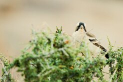 White-browed sparrow-weaver (mahali à sourcils blancs)-737A8742-2 null