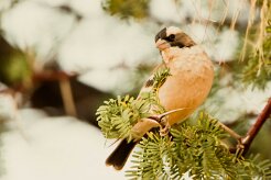 White-browed sparrow-weaver (mahali à sourcils blancs)-737A8765-2 null