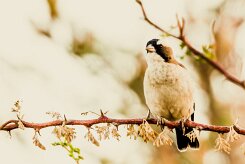 White-browed sparrow-weaver (mahali à sourcils blancs)-737A8869-2 null