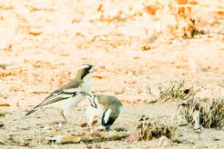 White-browed sparrow-weaver (mahali à sourcils blancs)-737A9228-2 null