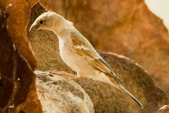 Républicain_social_09-2 null