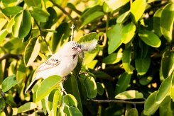 Scaly-feathered Finch (Sporopipe squameux)_7D2_0995 null