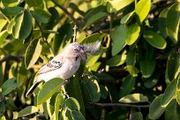 Scaly-feathered Finch (Sporopipe squameux) Chobe River