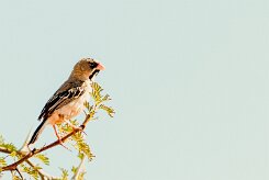Scaly-feathered Weaver (Sporopipe squameux)_737A1807-2 null