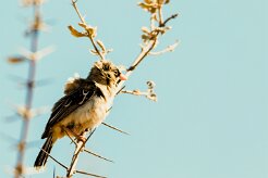 Scaly-feathered Weaver (Sporopipe squameux)_737A1815-2 null