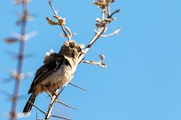 Scaly-feathered Weaver (Sporopipe squameux) Kalahari