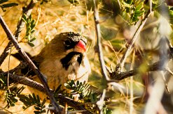 Scaly-feathered Weaver (Sporopipe squameux)_737A1826-2 null