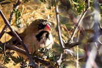 Scaly-feathered Weaver (Sporopipe squameux) Kalahari