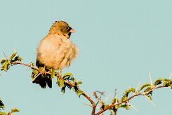 Scaly-feathered Weaver (Sporopipe squameux)_737A1828-2 null