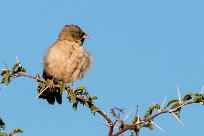 Scaly-feathered Weaver (Sporopipe squameux) Kalahari