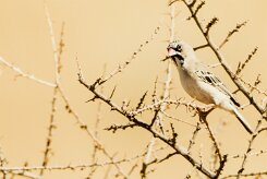 Scaly-feathered Weaver (Sporopipe squameux)_737A1908-2 null