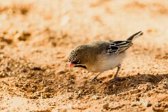 Scaly-feathered Weaver (Sporopipe squameux)_737A2225-2 null