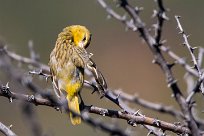 Southern Masked Weaver (Tisserin à tête rousse) Du côté d'Omaruru