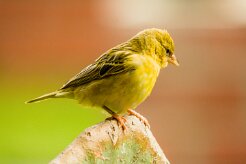Tisserin_a_tete_rousse_02-2 null
