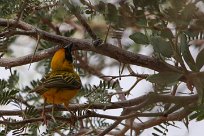 Southern masked-weaver (Tisserin à tête rousse) Sesriem