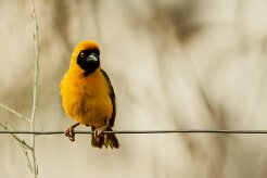 Tisserin_a_tete_rousse_06-2 null