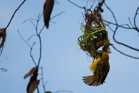 Southern masked-weaver (Tisserin à tête rousse) Swakopmund