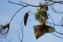 Southern masked-weaver (Tisserin à tête rousse) Swakopmund