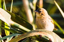 southern masked-weaver (Tisserin à tête rousse)_x737A3780-2 null
