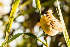 southern masked-weaver (Tisserin à tête rousse)_x737A3786-2 null