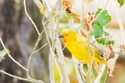African Golden Weaver (Tisserin safran)_7D2_2846 null