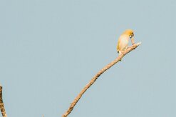 Lesser Masked Weaver (Tisserin intermédiaire)_7D2_2459 null