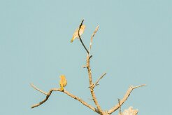 Lesser Masked Weaver (Tisserin intermédiaire)_7D2_2460 null
