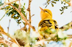Lesser Masked Weavers (Tisserin intermédiaire)-737A9166-2 null