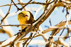 Lesser Masked Weavers (Tisserin intermédiaire)-737A9169-2 null