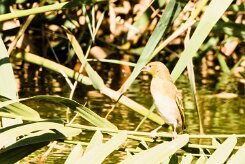 Lesser Masked Weavers (Tisserin intermédiaire)-737A9180-2 null