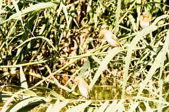 Lesser Masked Weavers (Tisserin intermédiaire)-737A9181-2 null