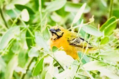 Lesser masked weaver (Tisserin intermédiaire)_737A9238-2 null