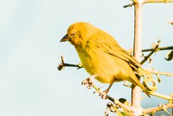 African Golden Weaver (Tisserin safran)_x737A4074-2 null