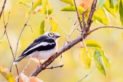 White-crested Helmetshrike (Bagadais casqué)_x737A5319-2 null