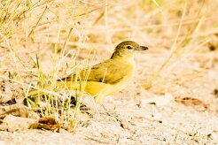 Yellow-billed Greenbul (Bulbul à poitrine jaune)_7D2_0974 null