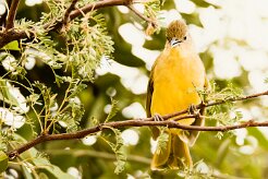 Yellow-billed Greenbul (Bulbul à poitrine jaune)_7D2_0981 null