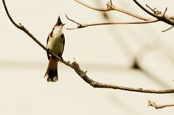 Bulbul orphée_7218 null