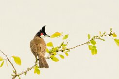 Bulbul orphée_7231 null