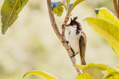 Bulbul orphée_7342 null