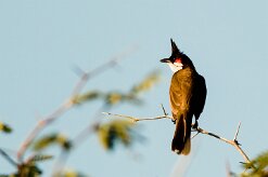 Bulbul orphée_7777 null