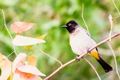 African Red-eyed Bulbul (Bulbul brunoir) _737A9237-2 null